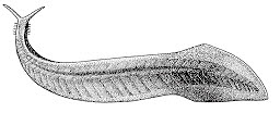 Pikaia