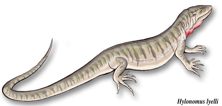 Reptile