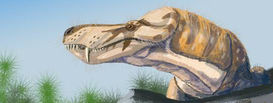 Reptile mammalien